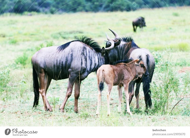 familienglück Ferien & Urlaub & Reisen Tourismus Ausflug Abenteuer Ferne Freiheit Safari Wildtier Tiergesicht Fell Gnu wildbeast Tierpaar Tierjunges Tierfamilie