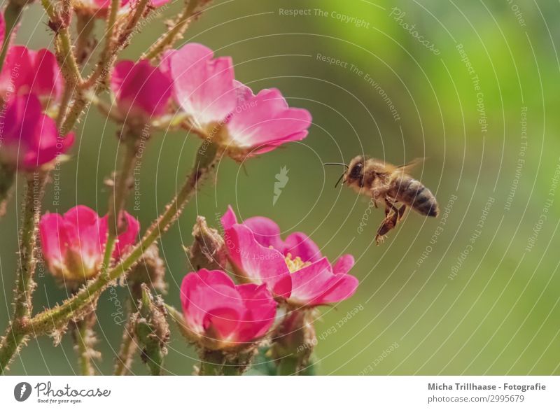 Biene im Anflug auf Blüten Natur Pflanze Tier Sonnenlicht Schönes Wetter Blume Blütenblatt Nutztier Wildtier Tiergesicht Flügel Kopf Auge Fühler Beine Insekt 1