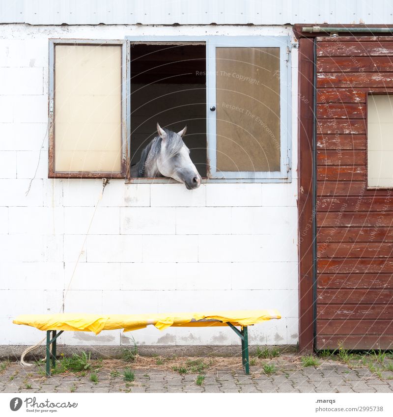 Moin Freizeit & Hobby Reiterhof Reitsport Mauer Wand Fenster Tier Pferdestall Pferdekopf 1 Bank beobachten außergewöhnlich lustig skurril Schimmel Farbfoto