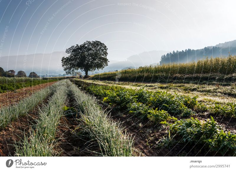 Landwirtschaft Natur Landschaft Wolkenloser Himmel Frühling Sommer Schönes Wetter Nebel Baum Nutzpflanze Kräuter & Gewürze Feld Reihe Biologische Landwirtschaft