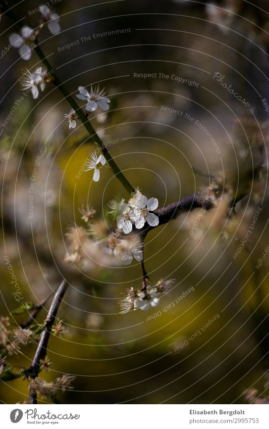 Apfelbaumblüte apfelbaumblüten Blühend Natur Pflanze Baum Nutzpflanze Garten schön Frühlingsgefühle Tag Blüte