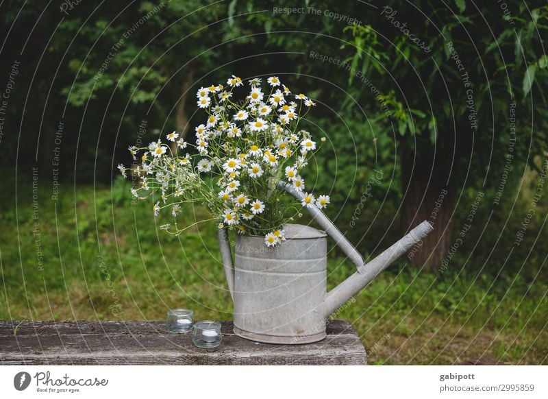 Naturheilkunde | Giesskanne mit Kamilleblumen Gesundheit Gesundheitswesen Behandlung Alternativmedizin Gesunde Ernährung Leben harmonisch Wohlgefühl