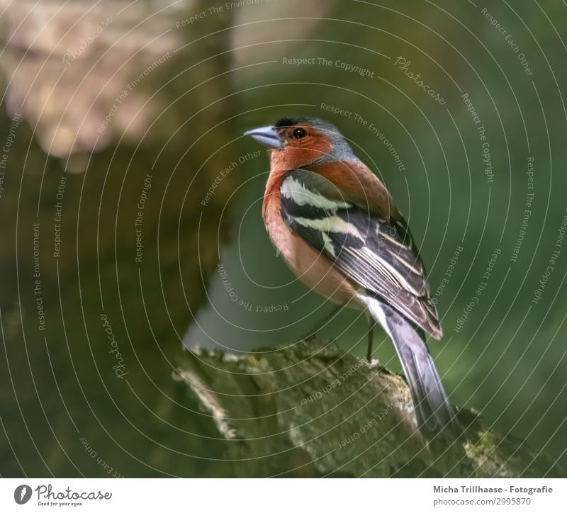 Buchfink genießt die letzten Sonnenstrahlen Natur Tier Sonnenlicht Schönes Wetter Baum Ast Wildtier Vogel Tiergesicht Flügel Krallen Fink Schnabel Auge Feder