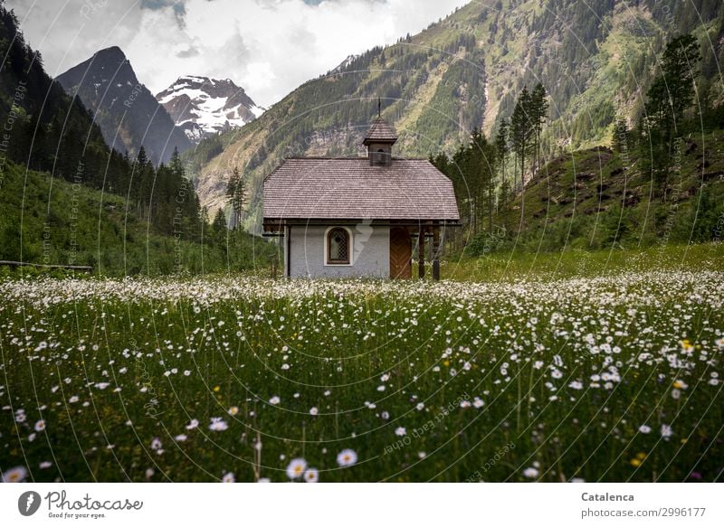 Eine kleine Kapelle Im Margeritenfeld, dahinter Berge. Natur Landschaft Himmel Wolken Frühling schlechtes Wetter Pflanze Baum Blume Gras Blatt Blüte Fichte