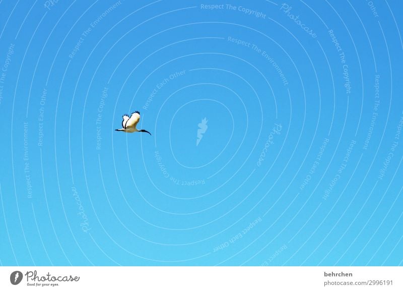 isolation | allein Ferien & Urlaub & Reisen Tourismus Ausflug Abenteuer Ferne Freiheit Himmel nur Himmel Strand Meer Wildtier Vogel Flügel Sichler 1 Tier