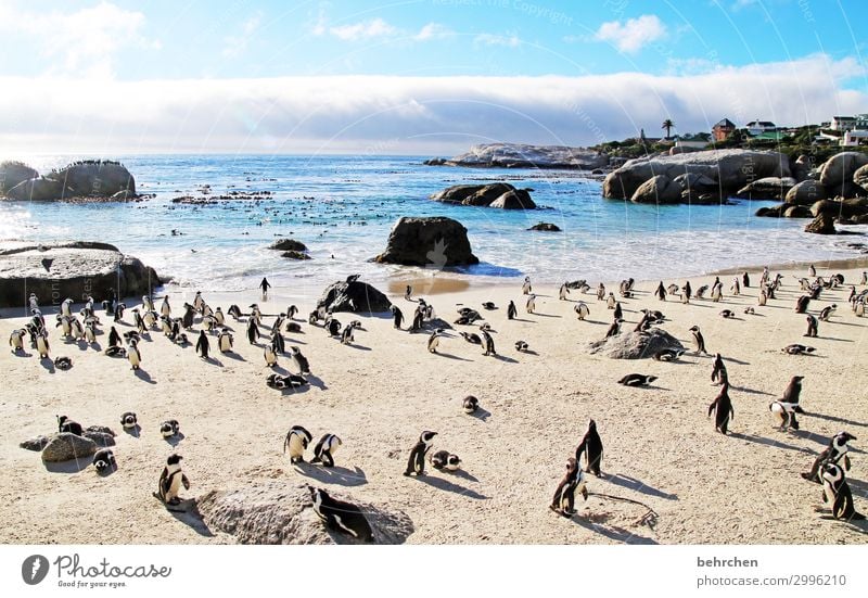 abstand? was isn das? Vogel Boulders Beach exotisch Gegenlicht Wildtier Tier Brillenpinguin Kapstadt Fernweh Pinguin Kontrast Südafrika fantastisch Licht