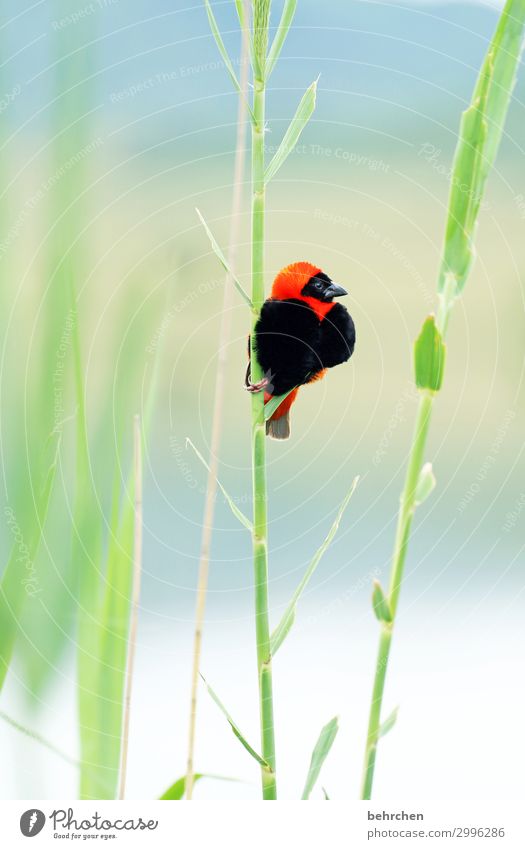 herzig Ferien & Urlaub & Reisen Tourismus Ausflug Abenteuer Ferne Freiheit Safari Natur Landschaft Seeufer Wildtier Vogel Tiergesicht Flügel oryxweber Feder