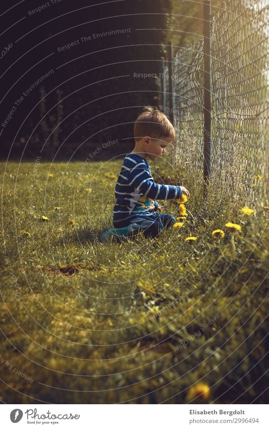 kleiner Junge pflückt im Garten Blumen blumen pflücken Kleinkind Sommer Sonne Kind Natur Schönes Wetter Pflanze Wiese beobachten entdecken sitzen träumen