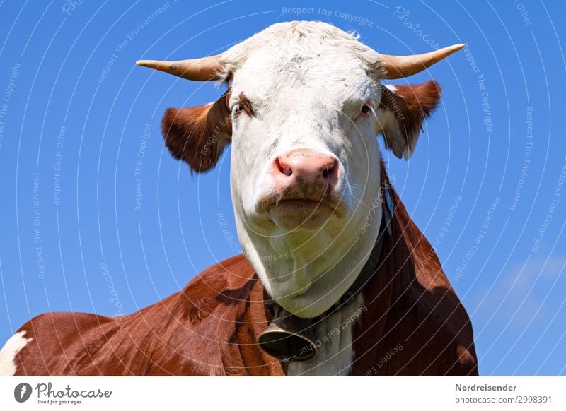 Guckst du .... Landwirtschaft Forstwirtschaft Wolkenloser Himmel Sommer Schönes Wetter Tier Nutztier 1 beobachten Blick Gesundheit blau braun weiß Idylle Natur