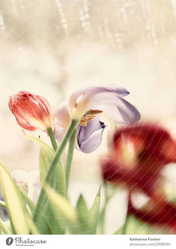 Tulpen Natur Pflanze Frühling Sommer Herbst Winter Blatt Blüte Blühend verblüht grün violett rosa rot türkis weiß Tulpenknospe Farbfoto Innenaufnahme