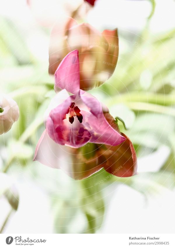 Doppelbelichtung Tulpen Natur Pflanze Frühling Sommer Herbst Winter Blühend gelb grün rosa rot weiß Tulpenblüte Tulpenknospe Farbfoto Innenaufnahme Nahaufnahme