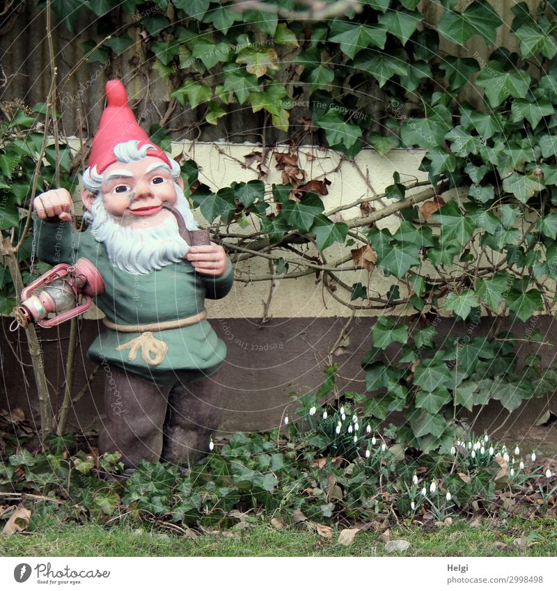 Gartenzwerg mit Laterne und Pfeife steht vor einem Gartenhaus, das mit Efeu bewachsen ist Umwelt Natur Pflanze Frühling Gras Blatt Blüte Schneeglöckchen