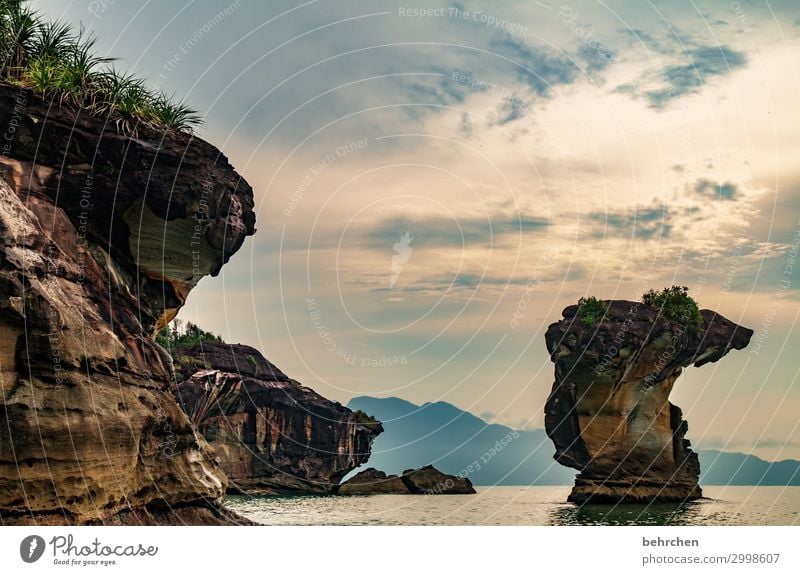 kobra Ferien & Urlaub & Reisen Tourismus Ausflug Abenteuer Ferne Freiheit Natur Landschaft Himmel Wolken Urwald Felsen Küste Strand Meer außergewöhnlich