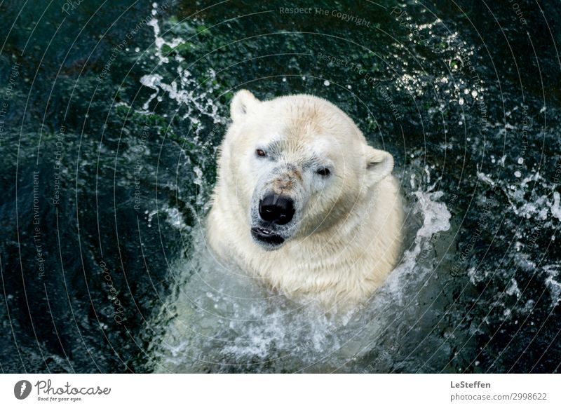 Eisbär Blick nach oben Vorderansicht Tierporträt Vogelperspektive Totale Unschärfe Sonnenlicht Tag Textfreiraum oben Textfreiraum rechts Textfreiraum links