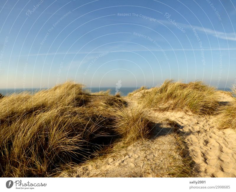 Nordseeblick... Gras Dünengras Meer Insel Stranddüne Ferne maritim Freiheit Horizont Umweltschutz Ferien & Urlaub & Reisen Sand Wind Übergang Farbfoto