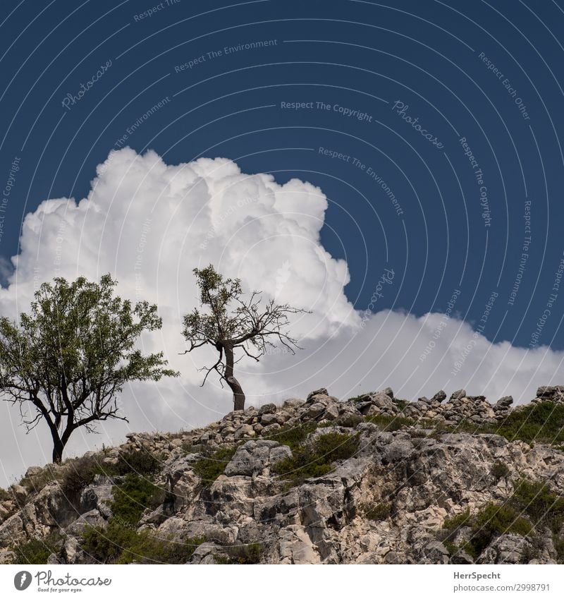 Alone together Umwelt Natur Landschaft Pflanze Himmel Wolken Sommer Schönes Wetter Baum Hügel Felsen Berge u. Gebirge Italien Apulien ästhetisch Zusammensein