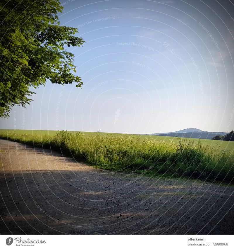 der "kleine" Pöhlberg Umwelt Natur Landschaft Himmel Wolkenloser Himmel Sommer Wetter Schönes Wetter Pflanze Baum Gras Grünpflanze Wiese Feld Hügel Blühend Duft