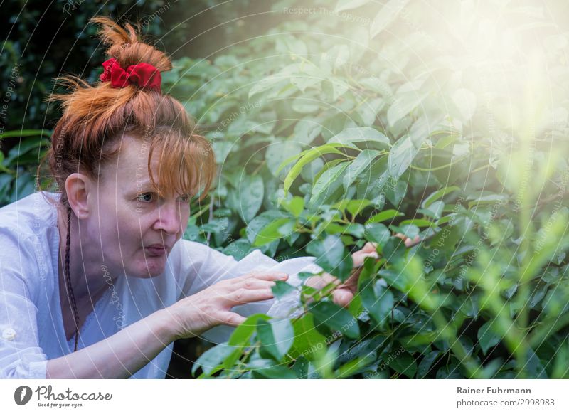 Eine neugierige Frau versteckt sich hinter Büschen und beobachtet Neugier beobachten Nachbarin Tarnung Spion ermitteln Spitzel bespitzeln Porträt Garten Park