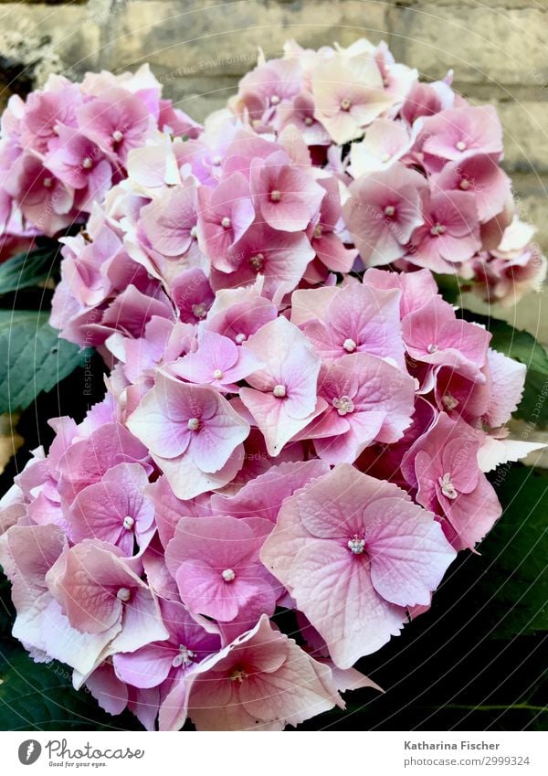 Hortensien Natur Pflanze Frühling Sommer Herbst Blume Sträucher Blatt Blüte Blumenstrauß Blühend schön rosa Hortensienblüte Hortensienblätter Farbfoto