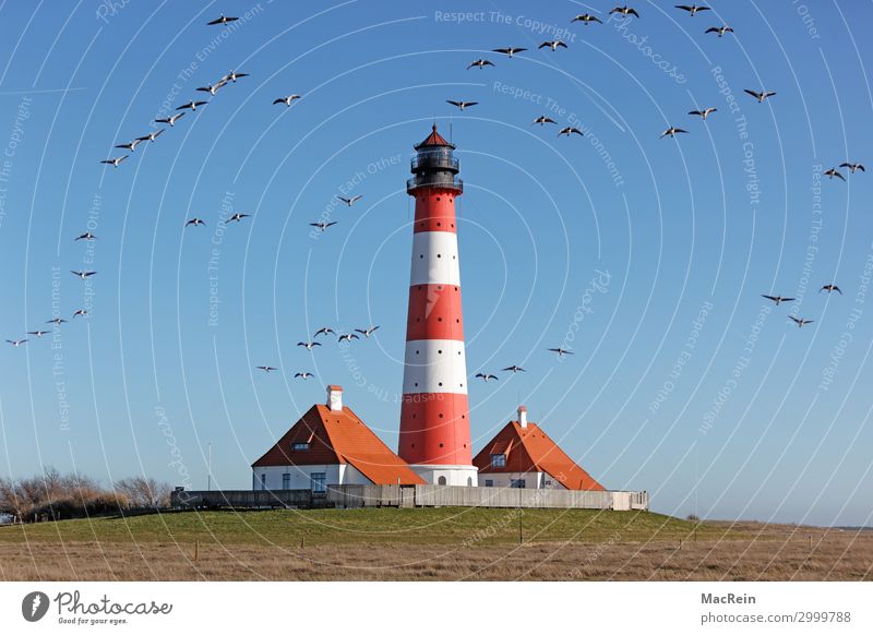 Leuchtturm auf Westerhever Dorf Sehenswürdigkeit Wahrzeichen Denkmal Umweltverschmutzung Himmel blau Menschenleer Wolkenloser Himmel Graugans Landschaft