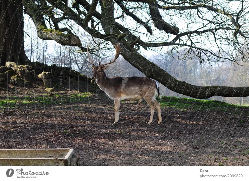 einsamer Hirsch Wildtier Fell Damhirsch 1 Tier Erholung ästhetisch braun Kraft Gedeckte Farben Außenaufnahme Tierporträt Blick