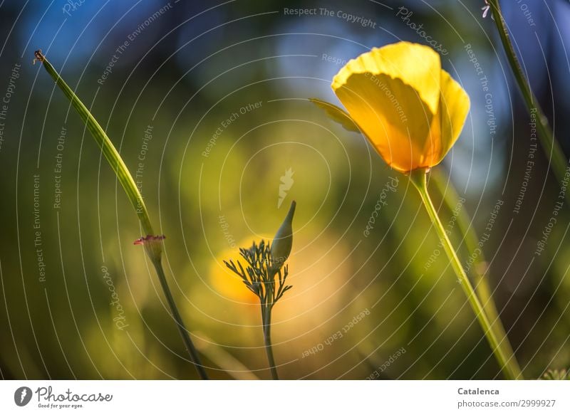 Wieder Mohn Natur Pflanze Himmel Sommer Blume Blatt Blüte Mohnkapsel Mohnblüte Gelber Mohn Garten Wiese Blühend verblüht schön blau gelb grün orange Stimmung