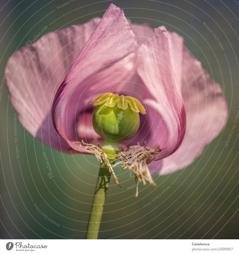 Halbmohn, Rosa Mohnblüte Umwelt Natur Pflanze Sommer Blume Blatt Blüte Mohnkapsel Garten Wiese Feld Blühend verblüht schön gelb grün rosa Verfall