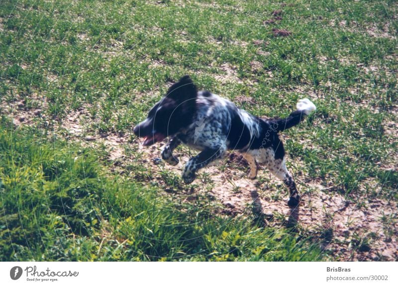 Hunter unterwegs Frühling Hund springen grün Freizeit & Hobby Spielen Bewegung Freiheit Außenaufnahme