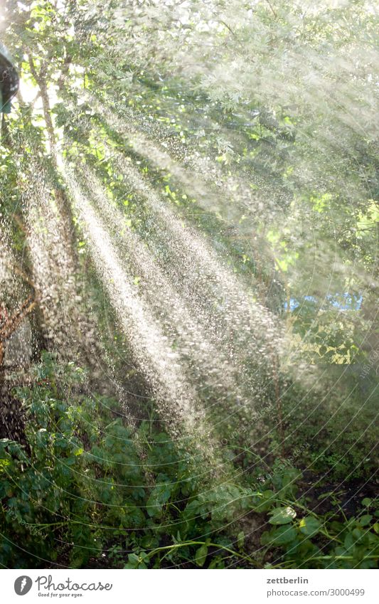 Sommerregen Baum Blatt Erholung Ferien & Urlaub & Reisen Garten Schrebergarten Menschenleer Natur Pflanze Sträucher Wald Park Unterholz Textfreiraum