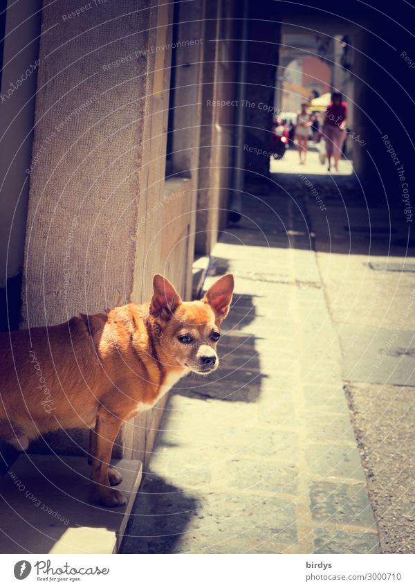 Türsteher Häusliches Leben Mensch Schönes Wetter Altstadt bevölkert Haus Gasse Fußweg Hund 1 Tier beobachten gehen Blick authentisch Freundlichkeit lustig