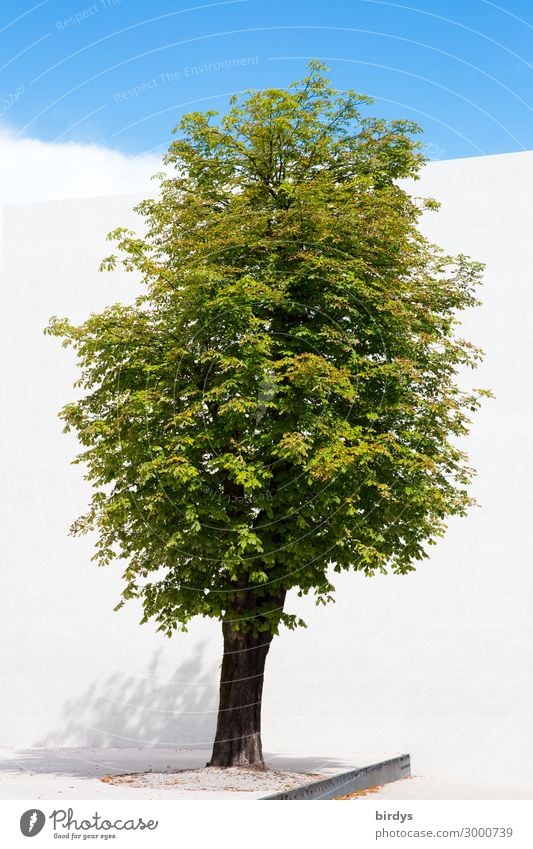 Solitaire Baum grün Sommer Wand Himmel blau Textfreiraum unten authentisch 1 außergewöhnlich Bodenbelag einzeln Schönes Wetter Stadt Mauer weiß Laubbaum Blatt