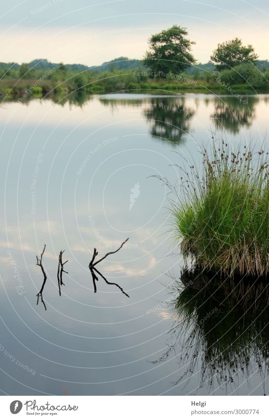 Moorlandschaft mit See, Gräser, Bäumen und bizarren Ästen im Wasser mit Spiegelung Umwelt Natur Landschaft Pflanze Himmel Sonnenlicht Sommer Schönes Wetter Baum