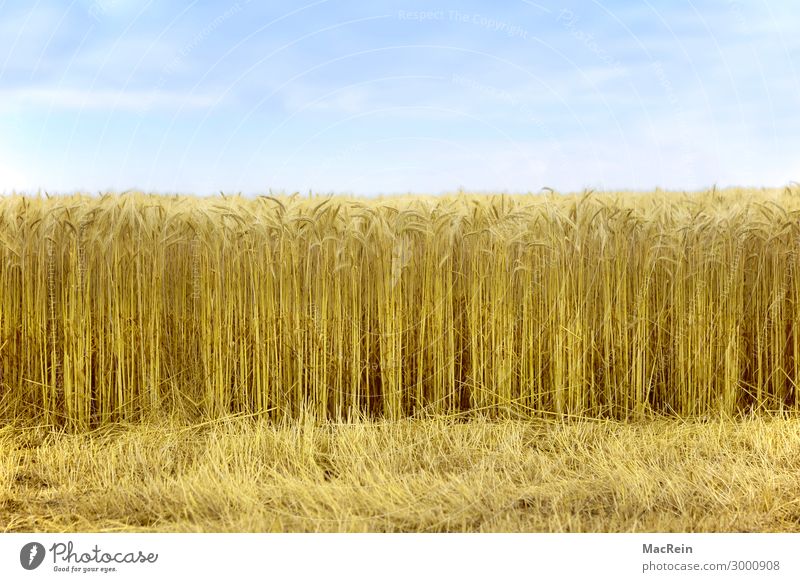 Getreidefeld Landwirtschaft Forstwirtschaft Natur Landschaft Feld gelb gold Stoppelfeld Ähren Kornfeld Ernte mähen Farbfoto Außenaufnahme Menschenleer