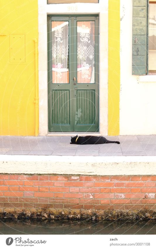 gelb | grün Häusliches Leben Haus Venedig Burano Italien Fischerdorf Altstadt Mauer Wand Fassade Fenster Tür Holz Hauskatze Tier Haustier Fensterladen Farbfoto