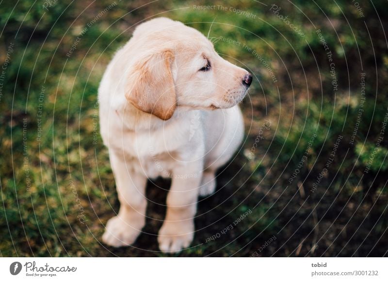 Sitzender Labrador Retriever Wiese Tier Haustier Hund Tiergesicht Fell 1 beobachten sitzen Welpe Tierjunges Farbfoto Außenaufnahme Nahaufnahme Tierporträt