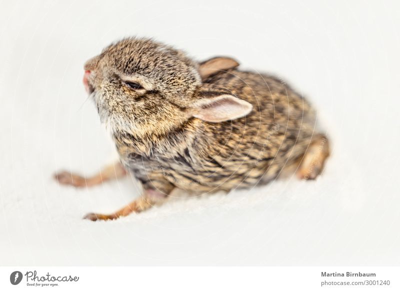 Nahaufnahme eines süßen und flauschigen Baby-Häschens Ostern Kunst Natur Tier Haustier sitzen klein niedlich weich braun weiß Farbe Hase & Kaninchen vereinzelt