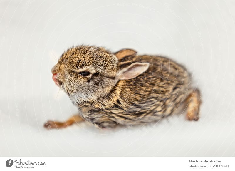 Nahaufnahme eines süßen und flauschigen Baby-Häschens Ostern Kunst Natur Tier Haustier sitzen klein niedlich weich braun weiß Farbe Hase & Kaninchen vereinzelt