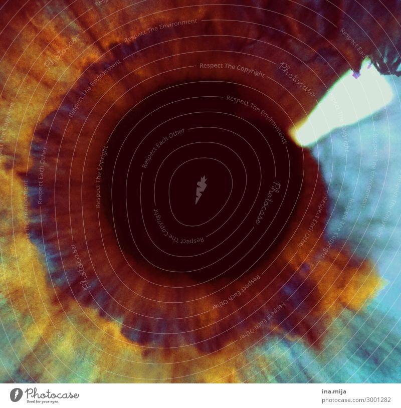 Auge Mensch Augenheilkunde Augenfarbe Augenzeuge Pupille Regenbogenhaut braunes Auge blau nah Nahaufnahme Farbfoto mehrfarbig Blick Blick in die Kamera