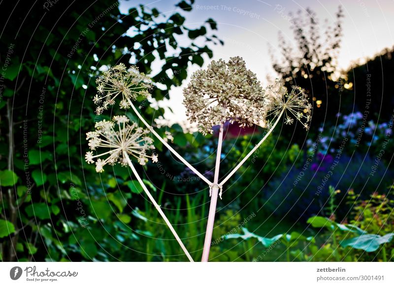 Bärenklau Heracleum Bärentatze Doldenblütler Blume Blühend Blüte Ferien & Urlaub & Reisen Garten Gras Himmel Schrebergarten Kleingartenkolonie Menschenleer