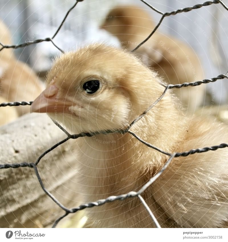 ... Immer noch besser als geschreddert zu werden! Lebensmittel Fleisch Ernährung Tier Nutztier Vogel Tiergesicht Flügel Fell Haushuhn 1 Tierjunges beobachten