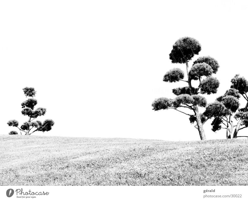 Schwart & Weiß natur 1 Baum Hügel Gras weiß grau Rasen Garten Japan