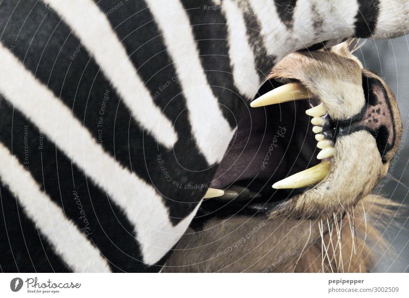 fast food Fleisch Essen Safari Tier Wildtier Totes Tier Katze Tiergesicht Fell Zähne 2 fangen Fressen Jagd kämpfen Aggression bedrohlich Macht Tod