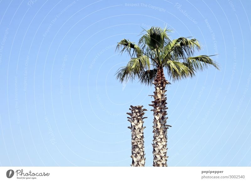 Kopflos Ferien & Urlaub & Reisen Ausflug Sommer Sommerurlaub Himmel Wolkenloser Himmel Pflanze Baum Blatt Palme Holz blau Farbfoto Außenaufnahme Tag