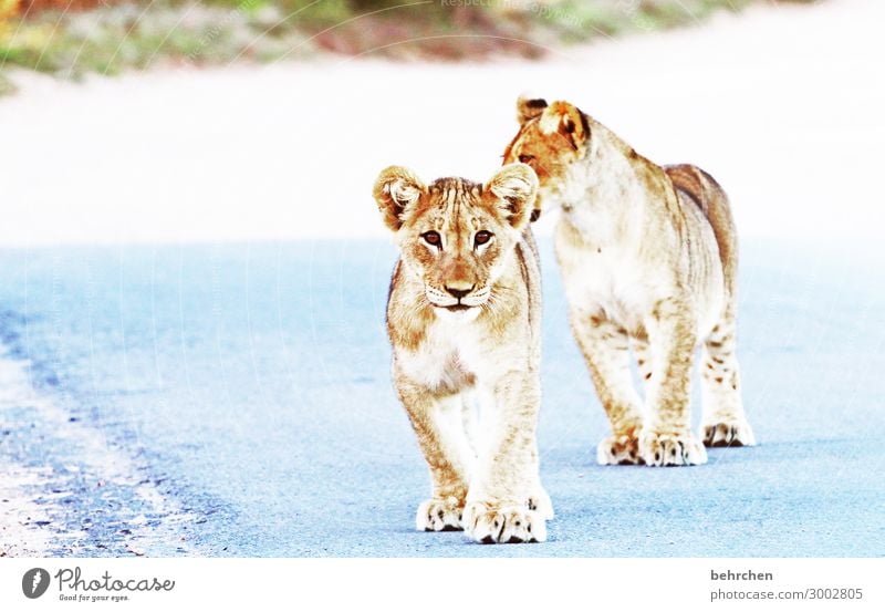 on the road again | der weg ist versperrt Ferien & Urlaub & Reisen Tourismus Ausflug Abenteuer Ferne Freiheit Safari Wildtier Tiergesicht Fell Löwe Auge Ohr