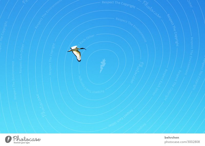 wertvoll | freiheit Ferien & Urlaub & Reisen Tourismus Ausflug Abenteuer Ferne Freiheit Himmel Wildtier Vogel Flügel Feder Sichler fliegen außergewöhnlich