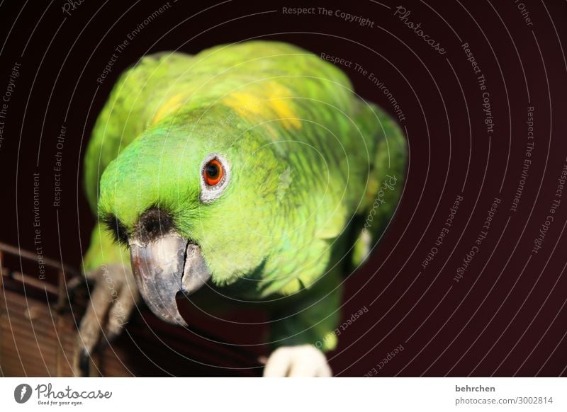 moinsen Tierporträt Kontrast Licht Tag Menschenleer Detailaufnahme Fernweh Tierliebe Tierschutz einzigartig Nahaufnahme Farbfoto Außenaufnahme niedlich bereits