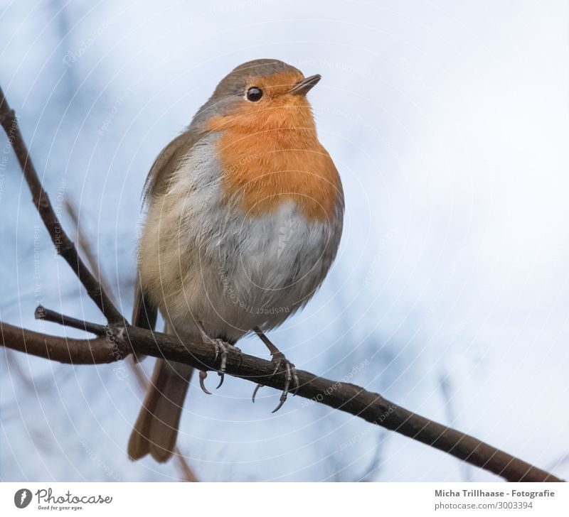 Rotkehlchen auf einem Ast Natur Tier Himmel Sonnenlicht Schönes Wetter Baum Zweige u. Äste Wildtier Vogel Tiergesicht Flügel Krallen Kopf Schnabel Auge Feder