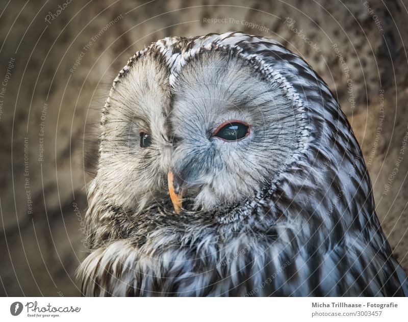 Kauz Porträt Natur Tier Sonnenlicht Schönes Wetter Wildtier Vogel Tiergesicht Eulenvögel Habichtskauz Auge Schnabel Feder gefiedert 1 beobachten glänzend Blick