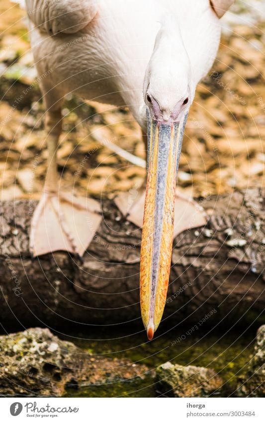 Das rosa Rückenpelikan oder Pelecanus rufescens Portrait exotisch schön Leben Ferien & Urlaub & Reisen Natur Landschaft Tier Park Wildtier Vogel 1 lustig