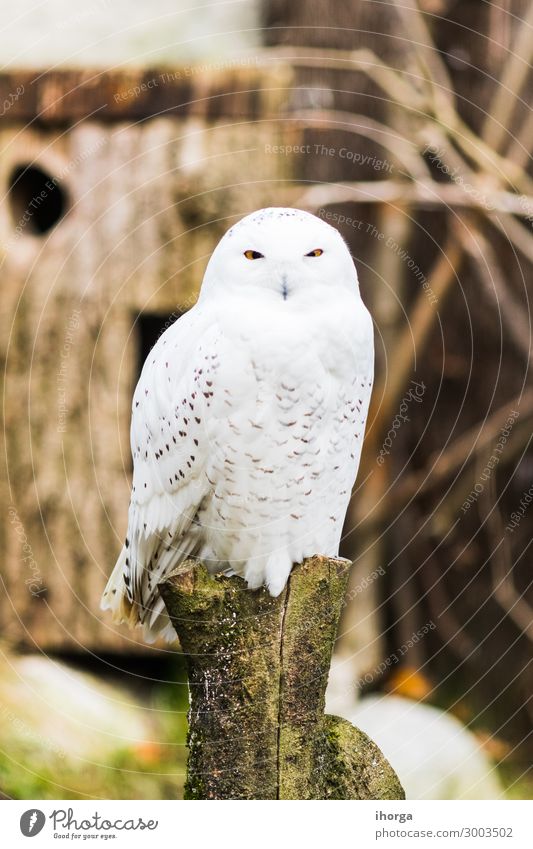 Schnee-Eule, die im Frühjahr auf einem Ast thront. schön Leben Jagd Ferien & Urlaub & Reisen Natur Landschaft Tier Park Wildtier Vogel 1 sitzen lustig natürlich